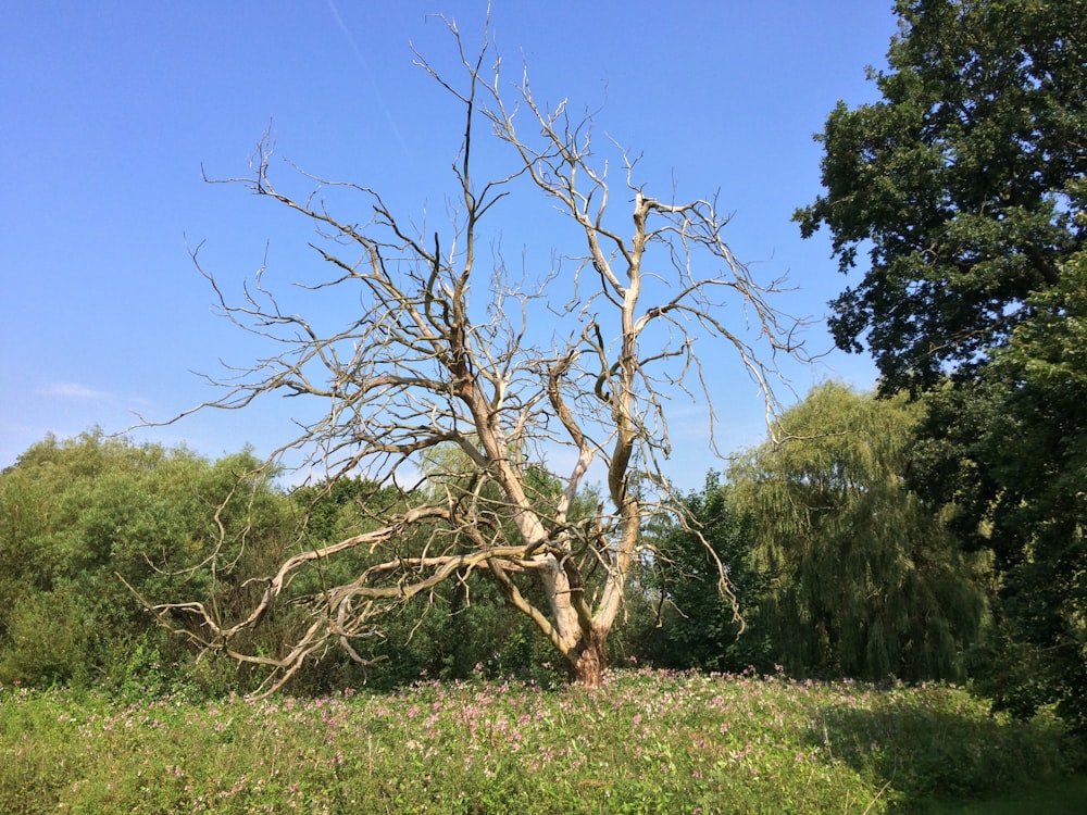 a bare tree in a grassy field with trees in the background