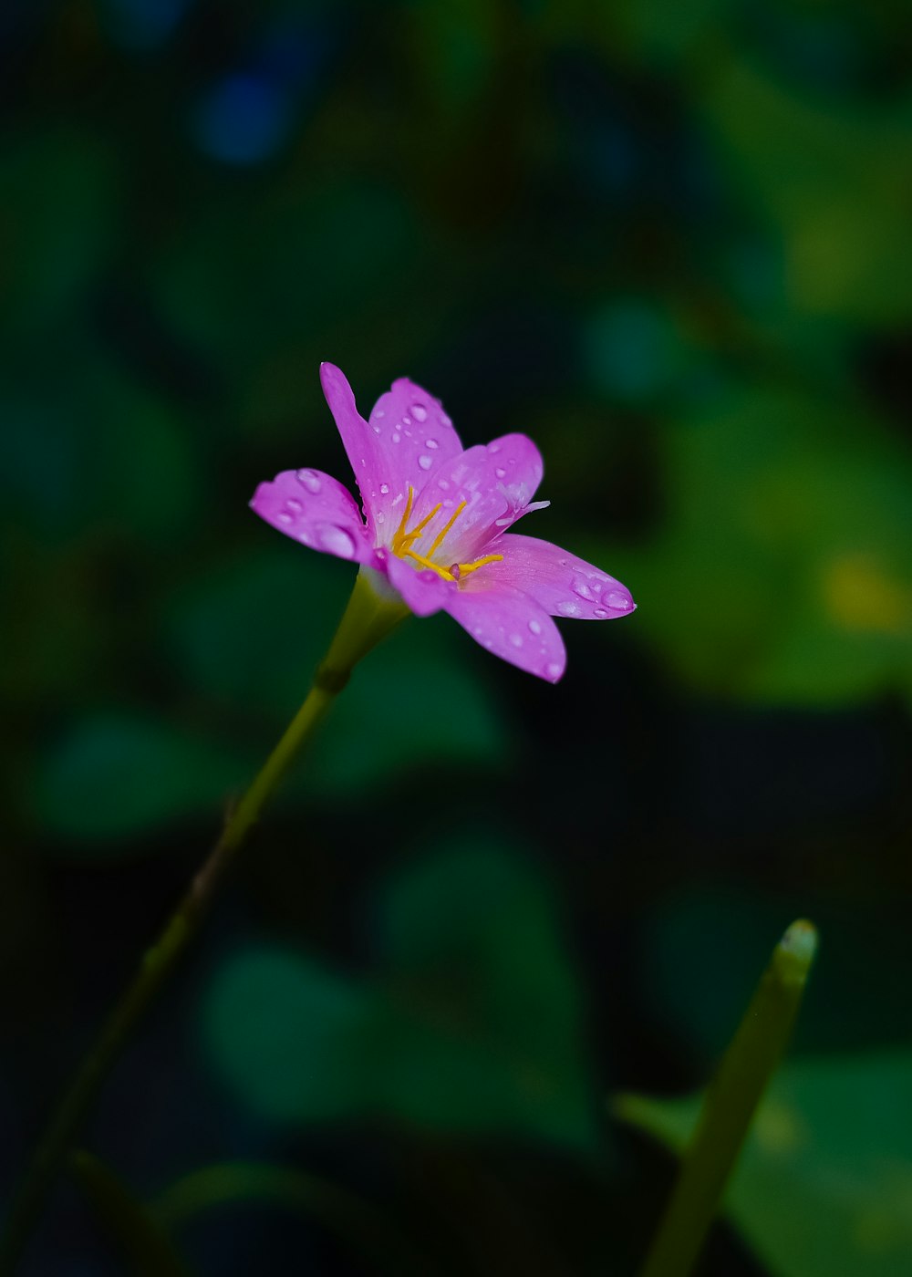 purple flower in tilt shift lens