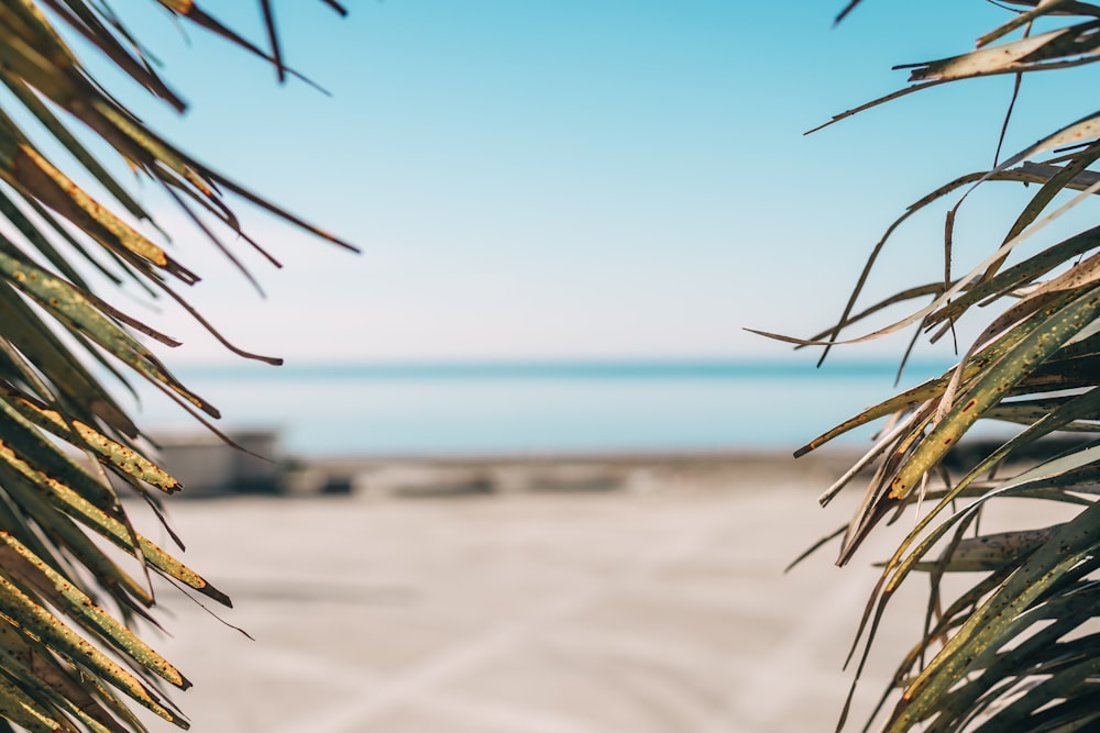 green and brown plant on white sand near sea during daytime