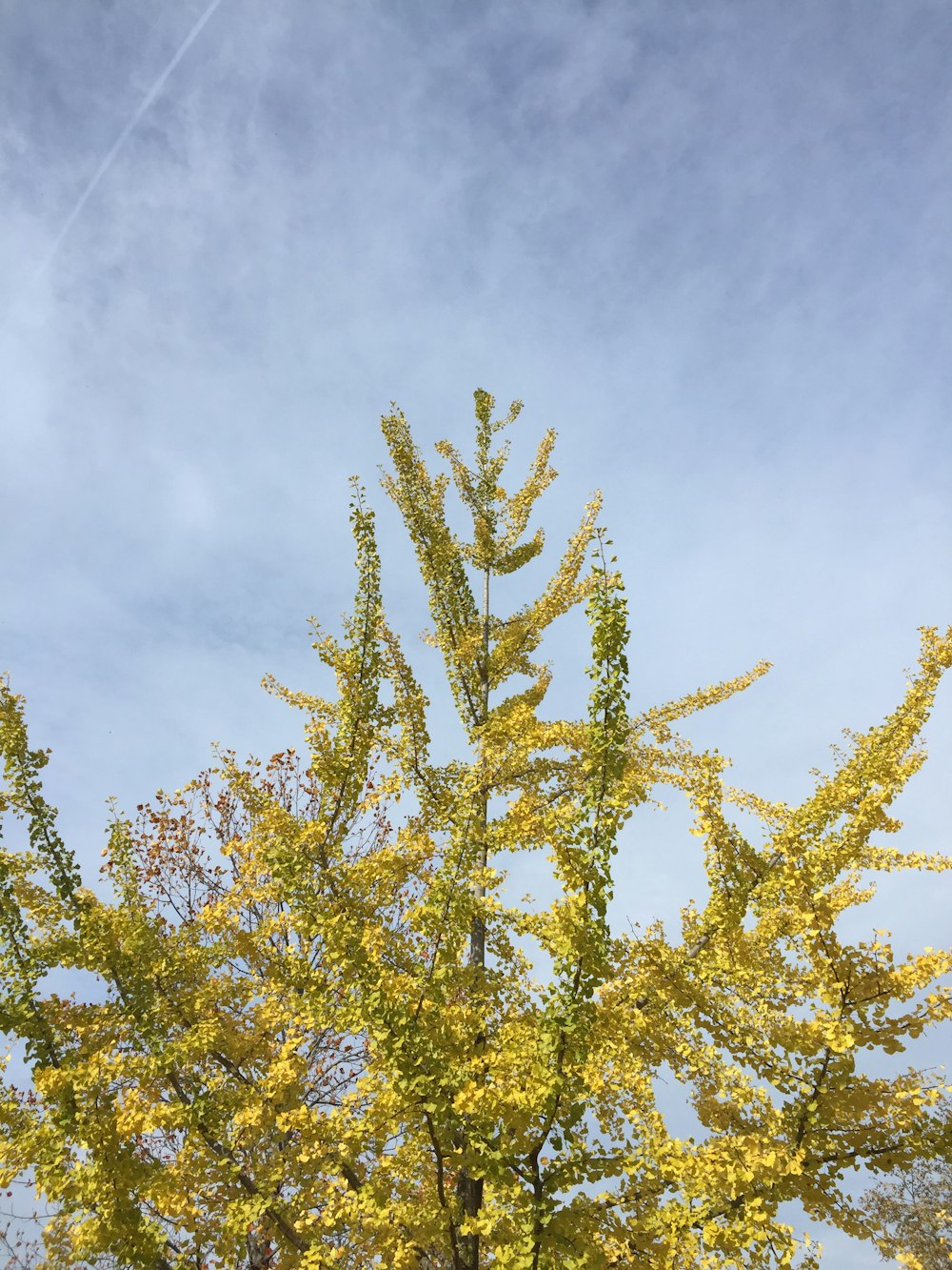 yellow leaf tree under white clouds