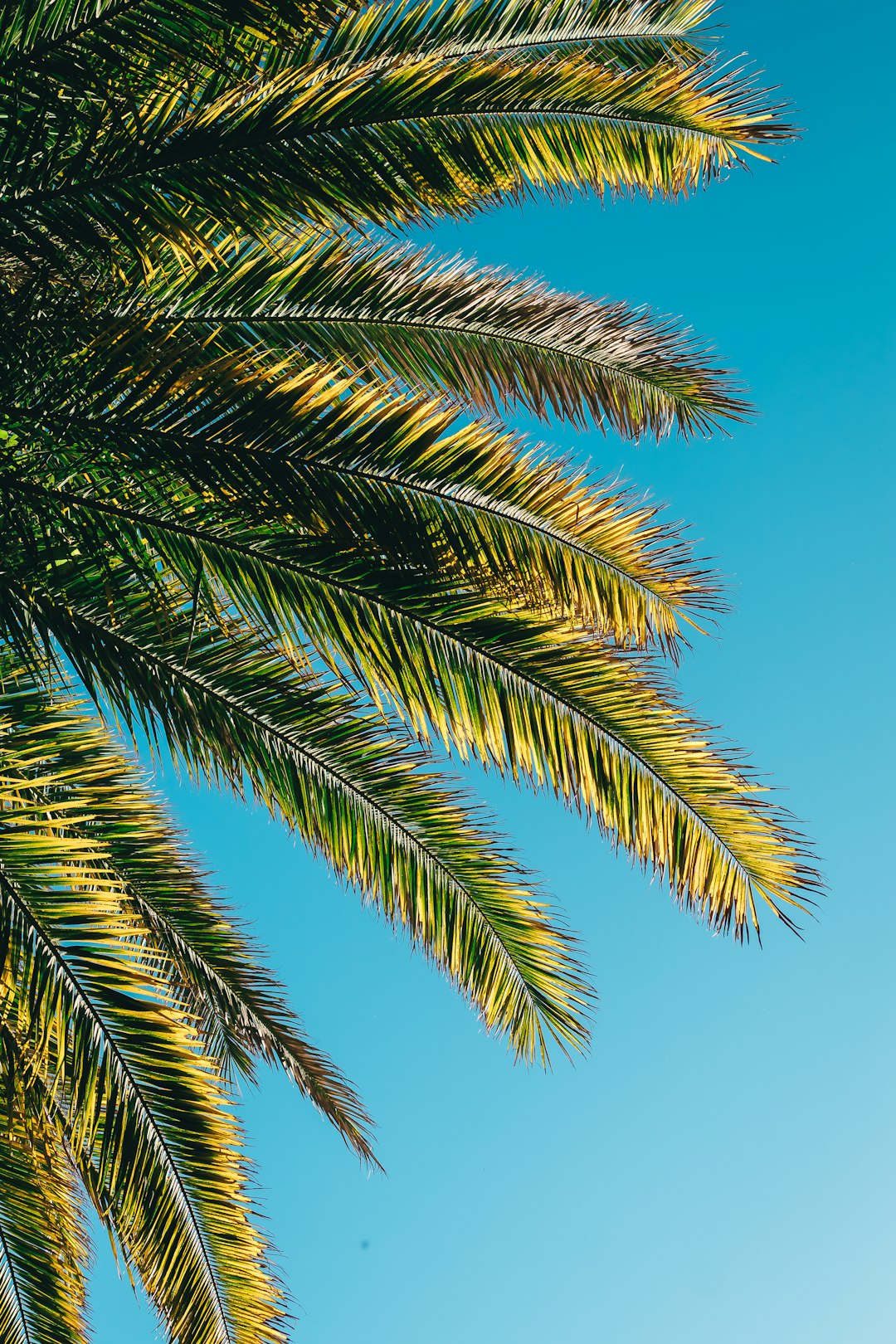 green palm tree under blue sky during daytime