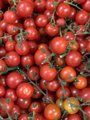 Freshly harvested ripe tomatoes still on the vine in a sunlit farm field.