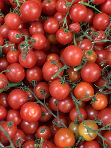 Freshly harvested ripe tomatoes still on the vine in a sunlit farm field.