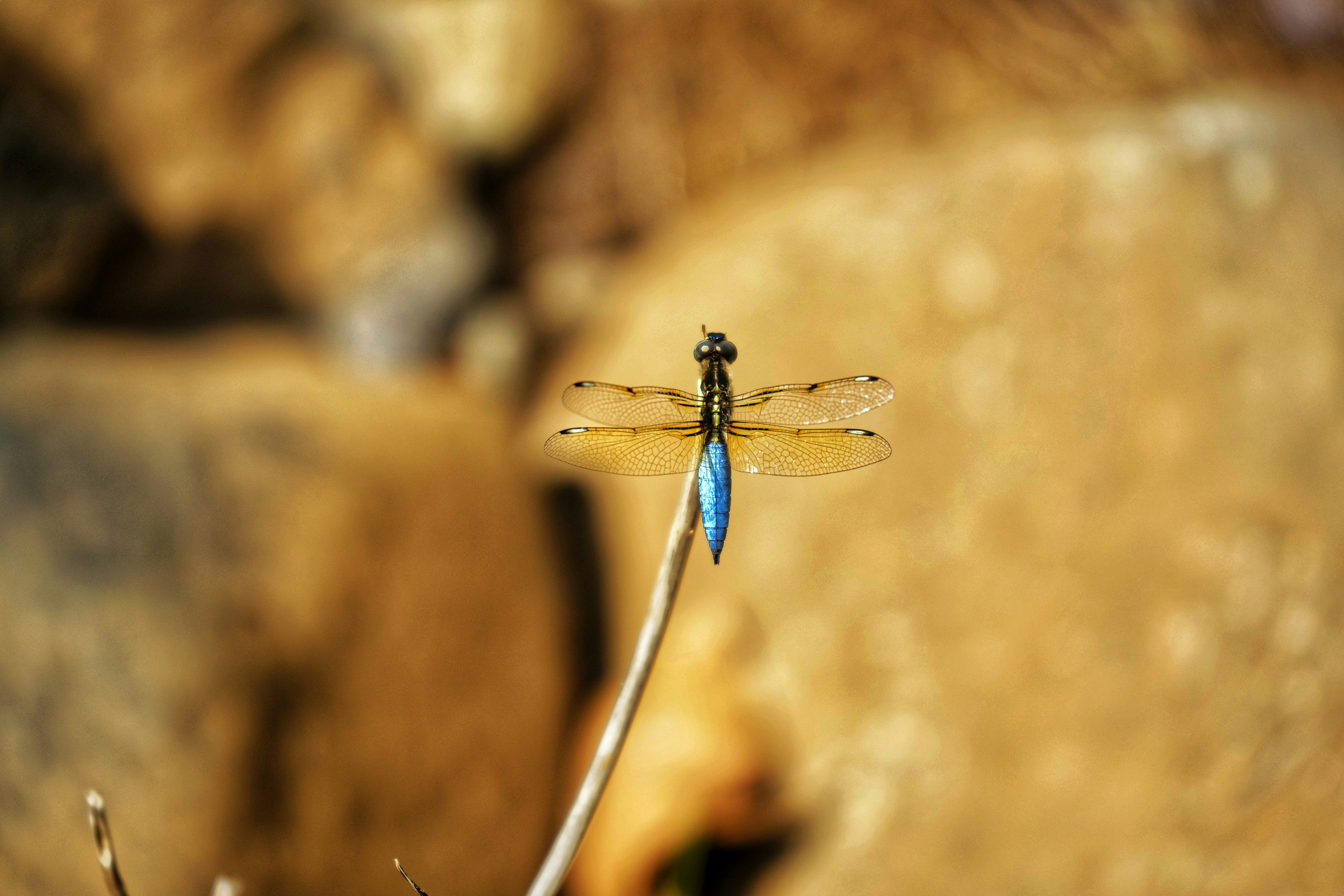 Photo by rony1192