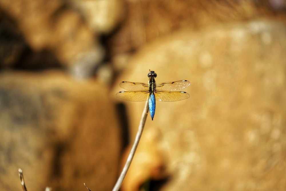blue and black dragonfly on brown stem in tilt shift lens