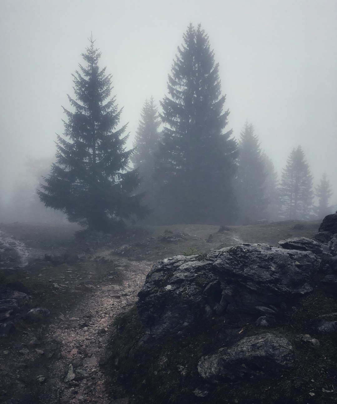 green pine trees on foggy weather