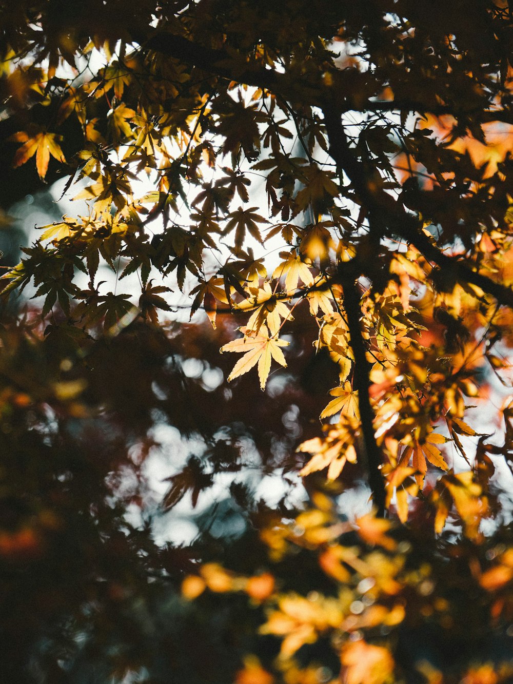 brown leaves on tree branch