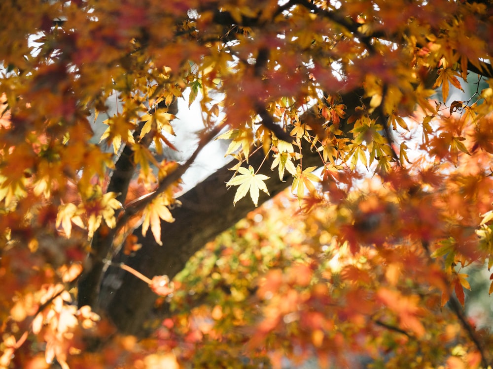 green and brown leaves tree