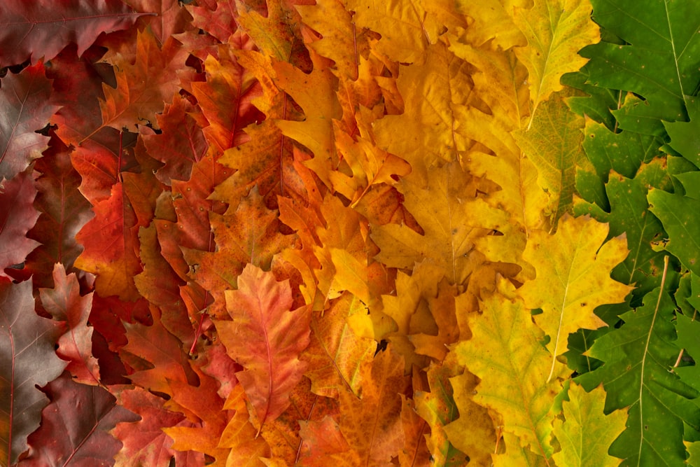 yellow and brown maple leaves