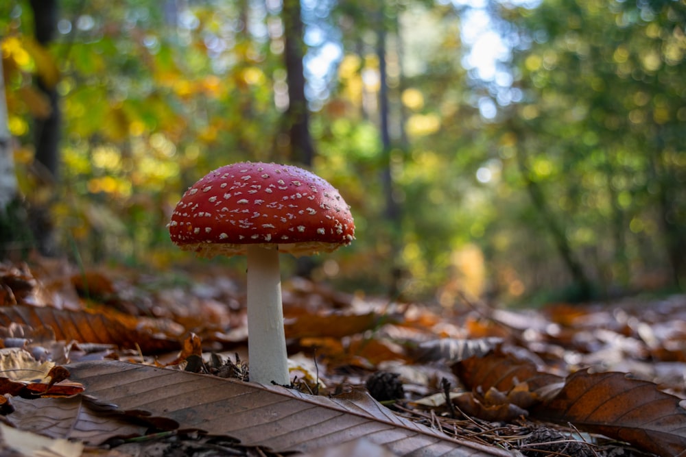 cogumelo vermelho e branco na floresta durante o dia