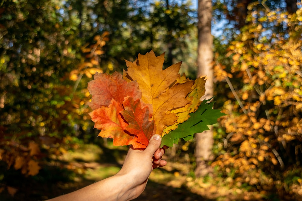 person holding red and green maple leaf