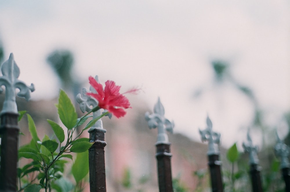 red flower with green leaves