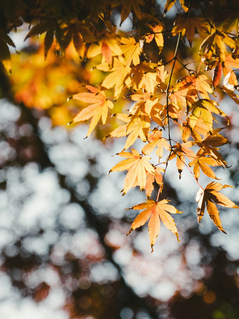 yellow leaves in tilt shift lens