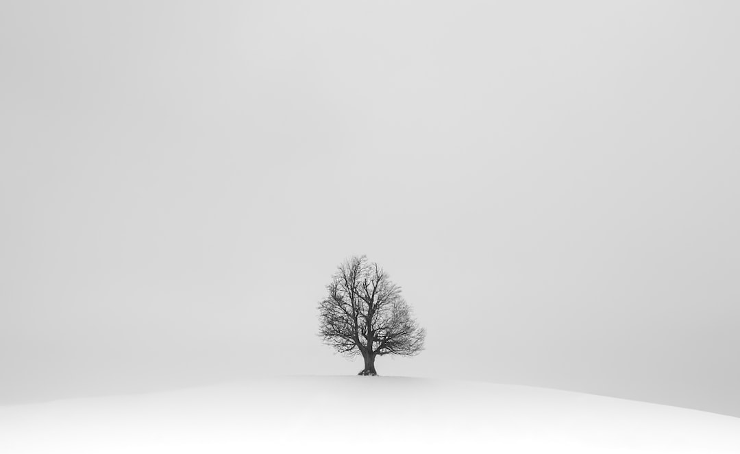 black tree on white snow field