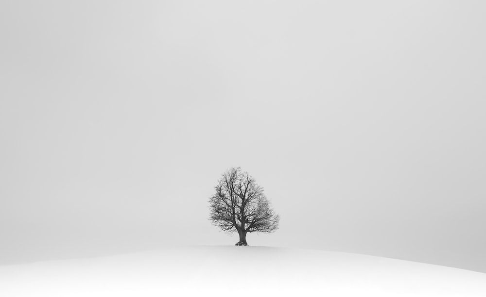 black tree on white snow field