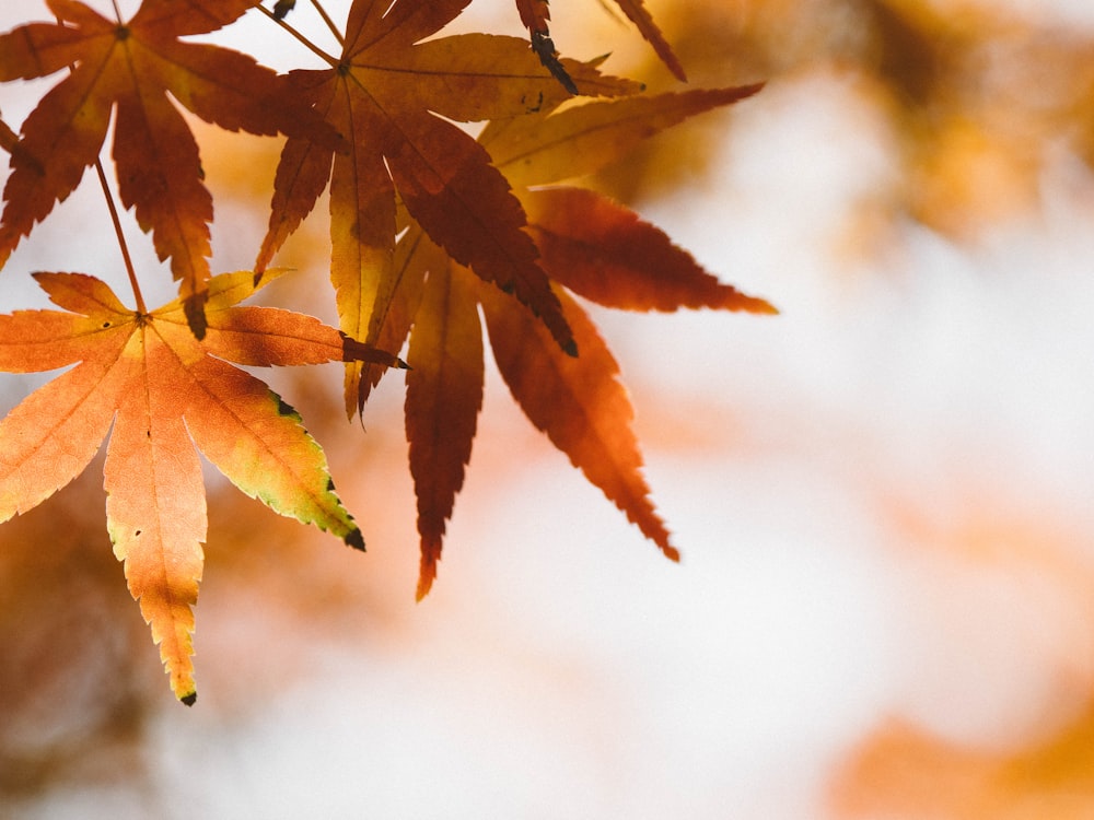 brown leaves on white background