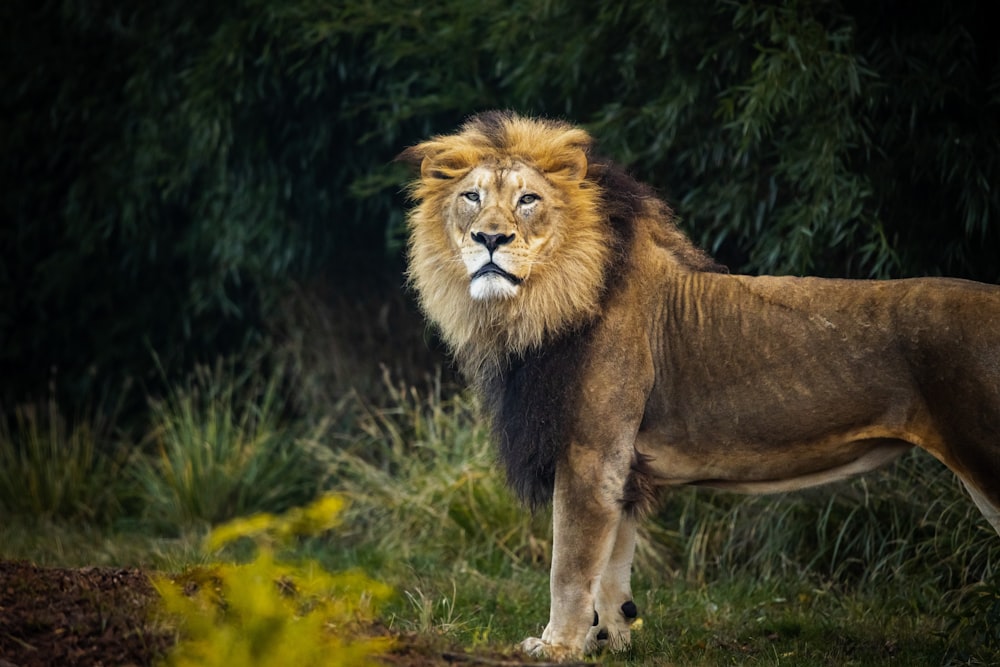 lion on green grass during daytime