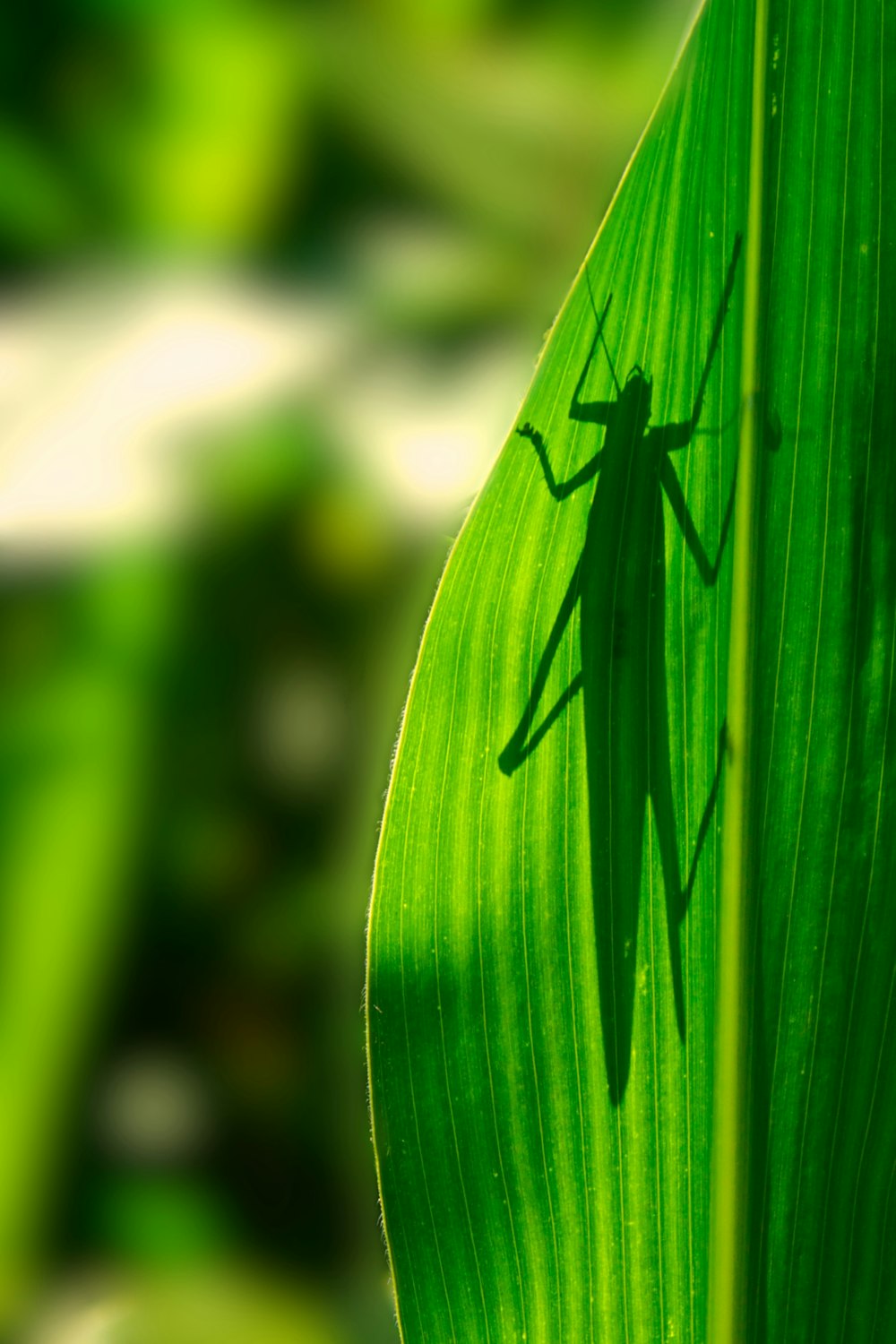 green leaf with water droplets