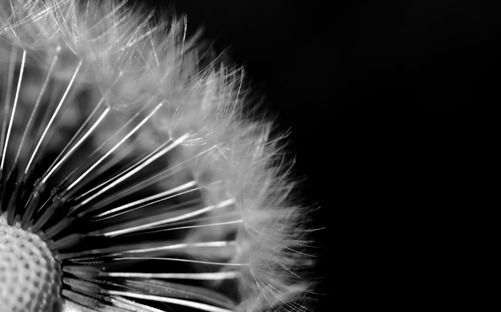 white dandelion in close up photography