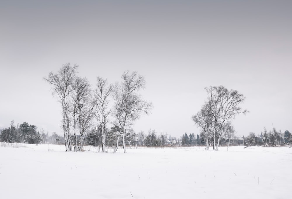 kahle Bäume auf schneebedecktem Boden tagsüber