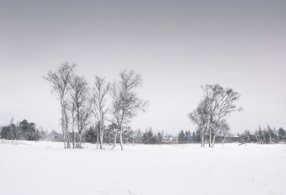 árvores nuas no chão coberto de neve durante o dia
