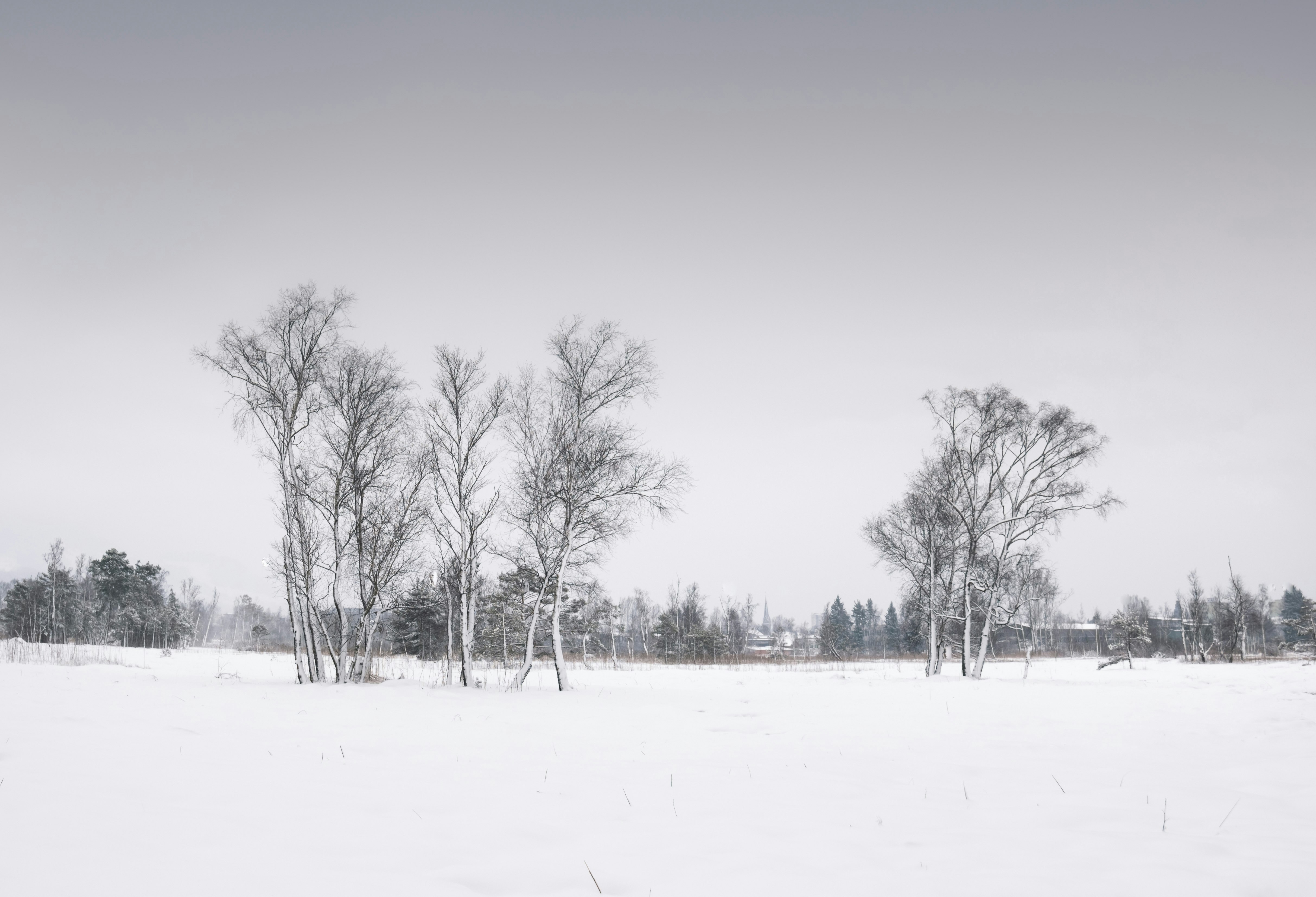 bare trees on snow covered ground during daytime