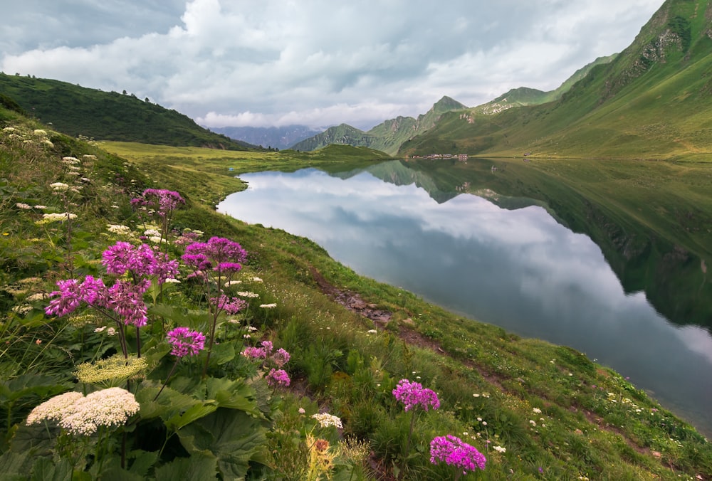 purple flowers on green grass field near lake during daytime