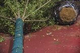 A large tree is lying on its side on a red surface. The tree's trunk is wrapped in a teal covering. The root ball is encased in wire mesh, with soil visible. Scattered leaves and small debris are spread around the surface.