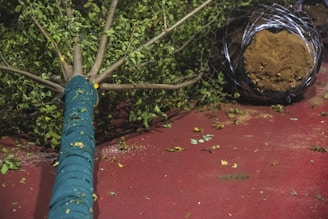 A large tree is lying on its side on a red surface. The tree's trunk is wrapped in a teal covering. The root ball is encased in wire mesh, with soil visible. Scattered leaves and small debris are spread around the surface.