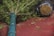 A large tree is lying on its side on a red surface. The tree's trunk is wrapped in a teal covering. The root ball is encased in wire mesh, with soil visible. Scattered leaves and small debris are spread around the surface.