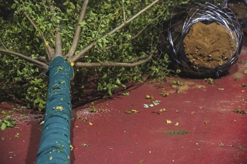 A large tree is lying on its side on a red surface. The tree's trunk is wrapped in a teal covering. The root ball is encased in wire mesh, with soil visible. Scattered leaves and small debris are spread around the surface.