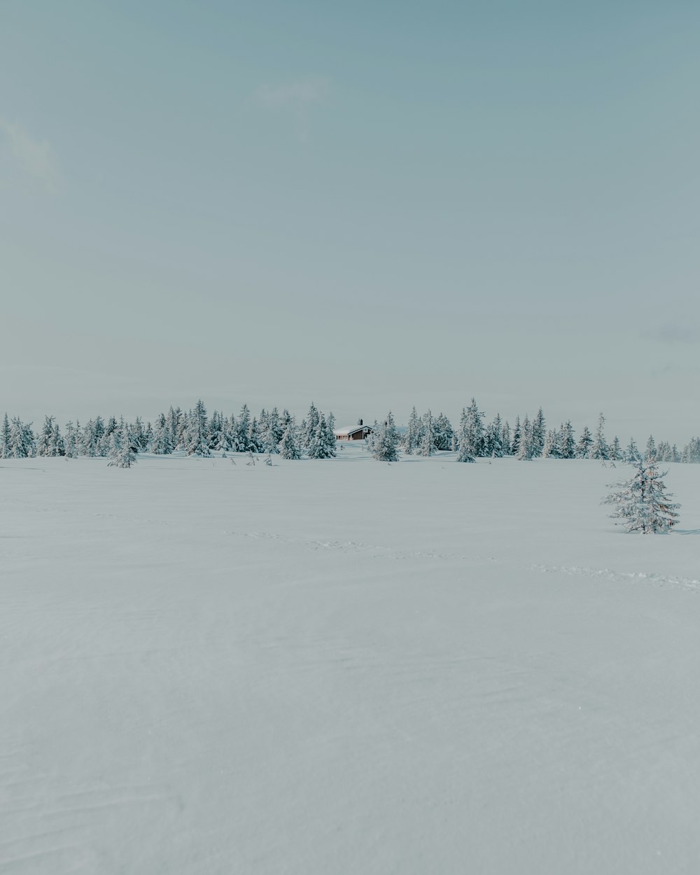 snow covered trees during daytime