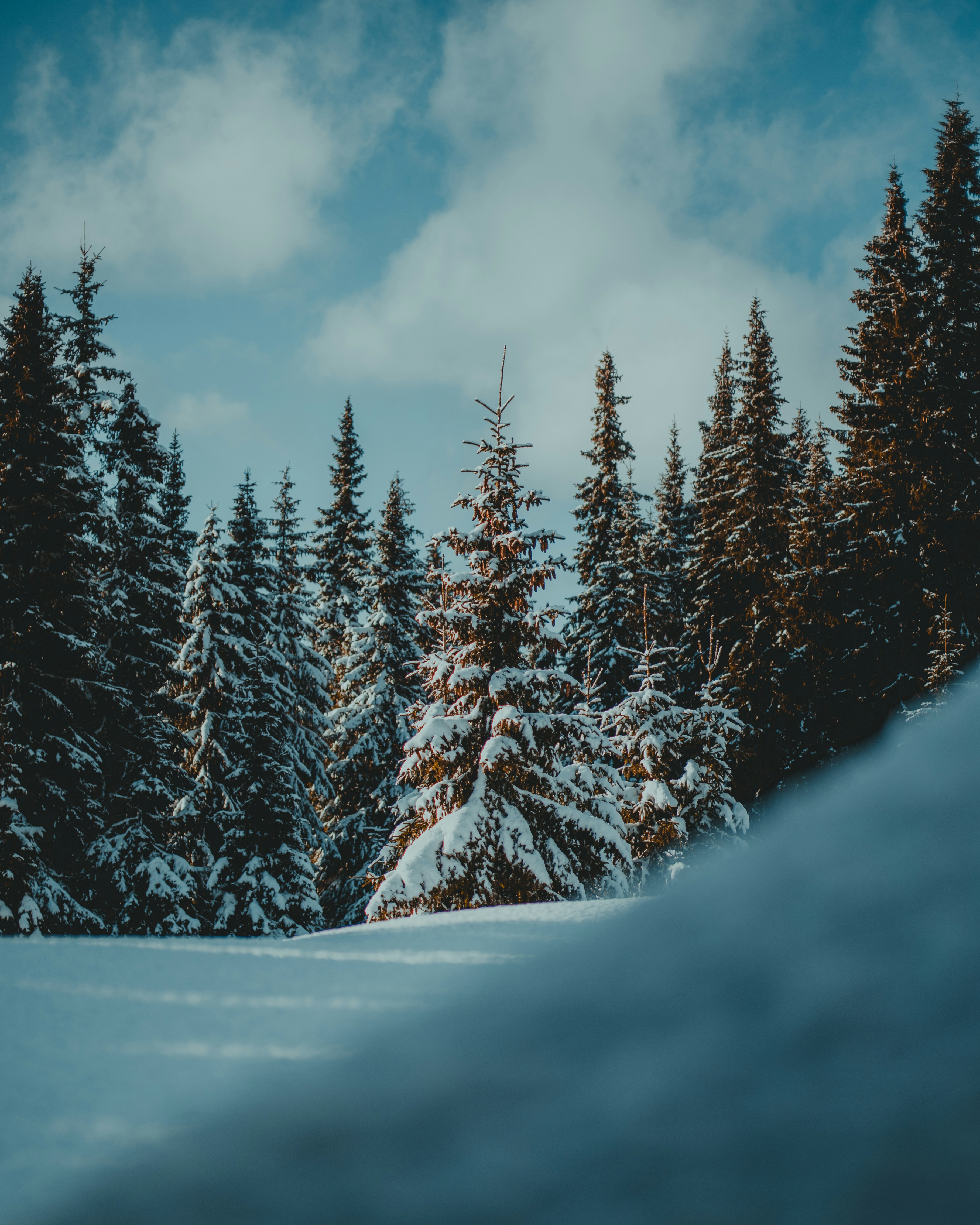 Photo by thomaslangnes