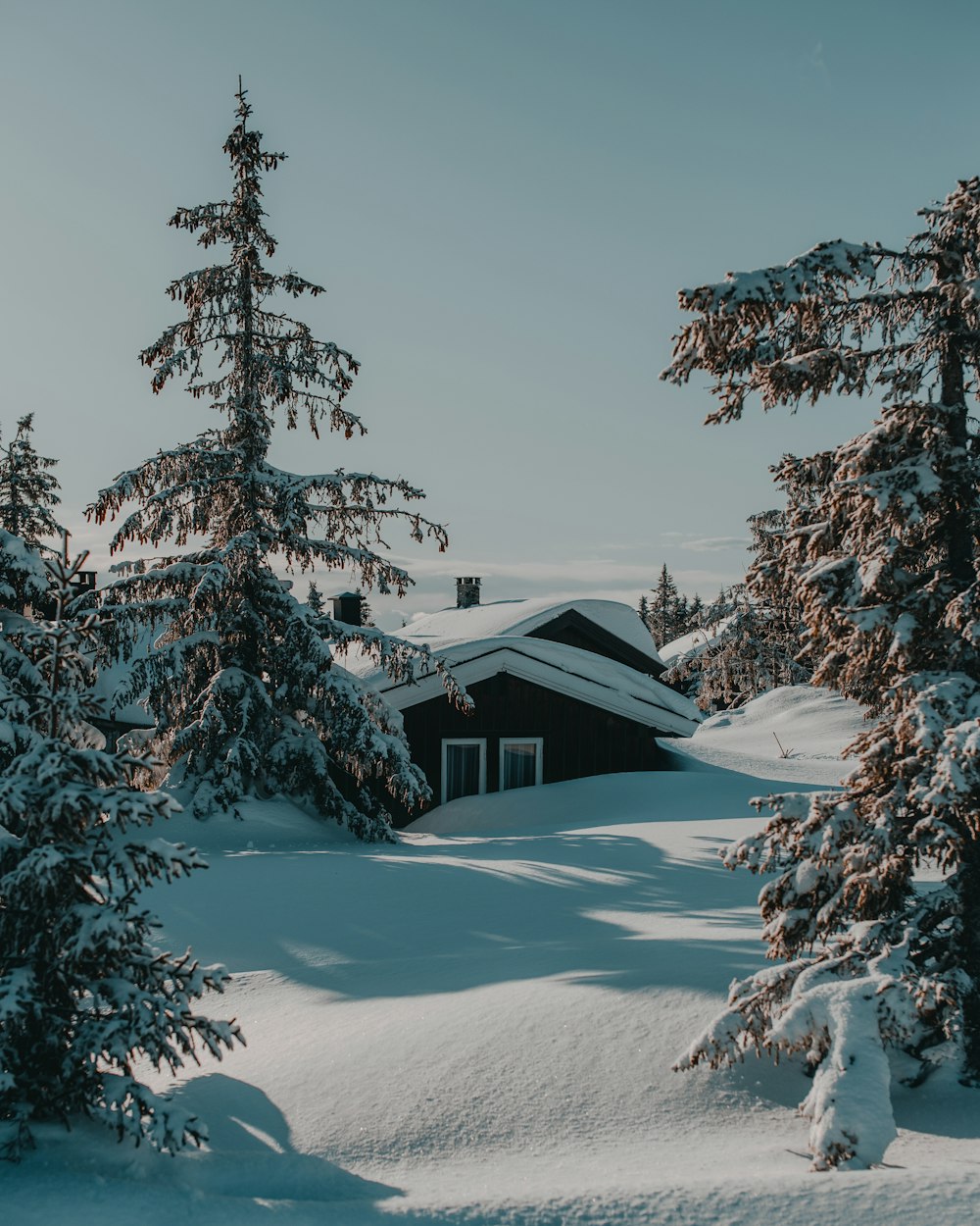 snow covered trees and house during daytime