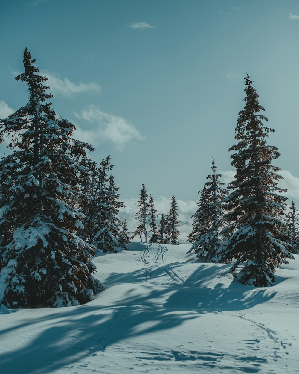 green pine trees covered with snow under blue sky during daytime