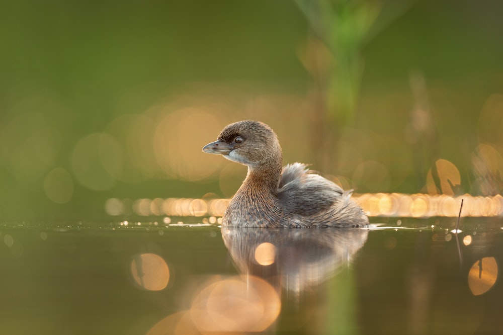 grey duck on water during daytime