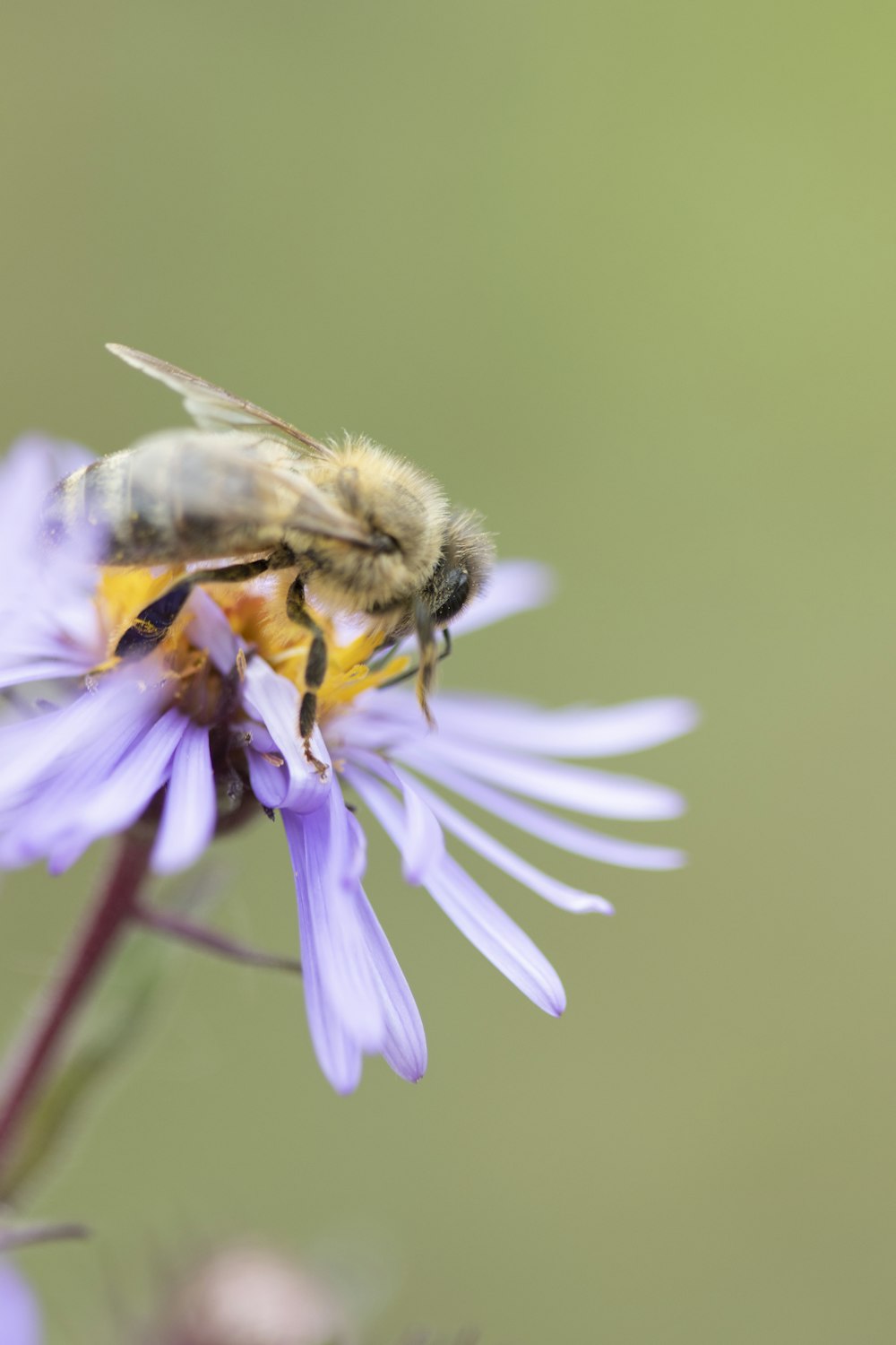 black and yellow bee on purple and white flower