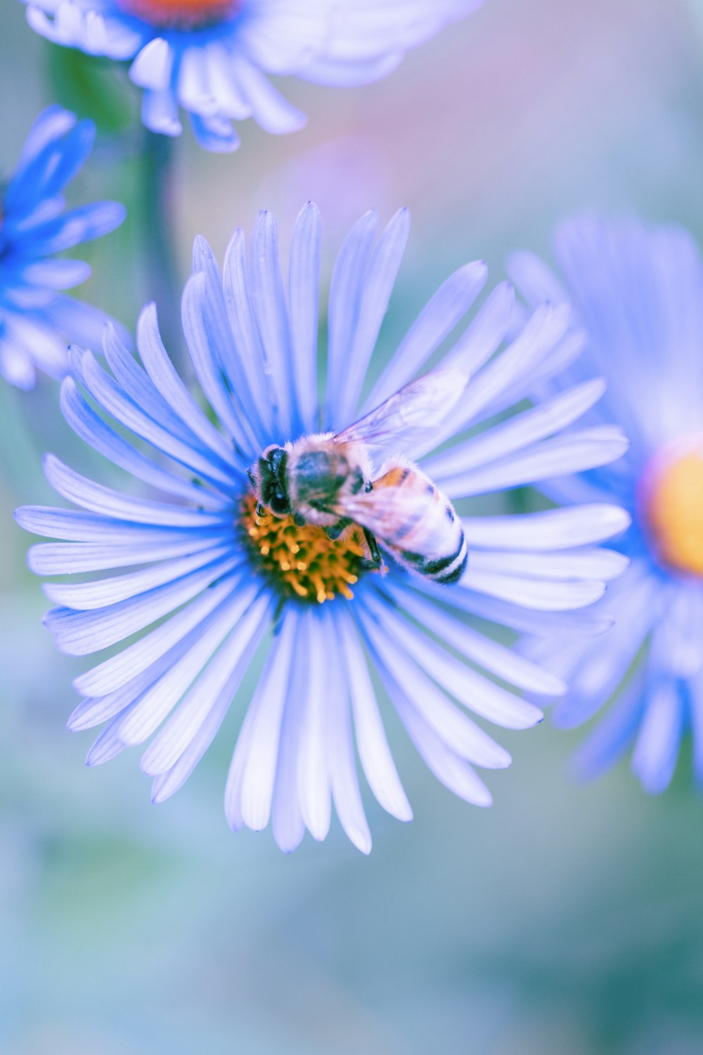 abeille noire et jaune sur fleur bleue et blanche