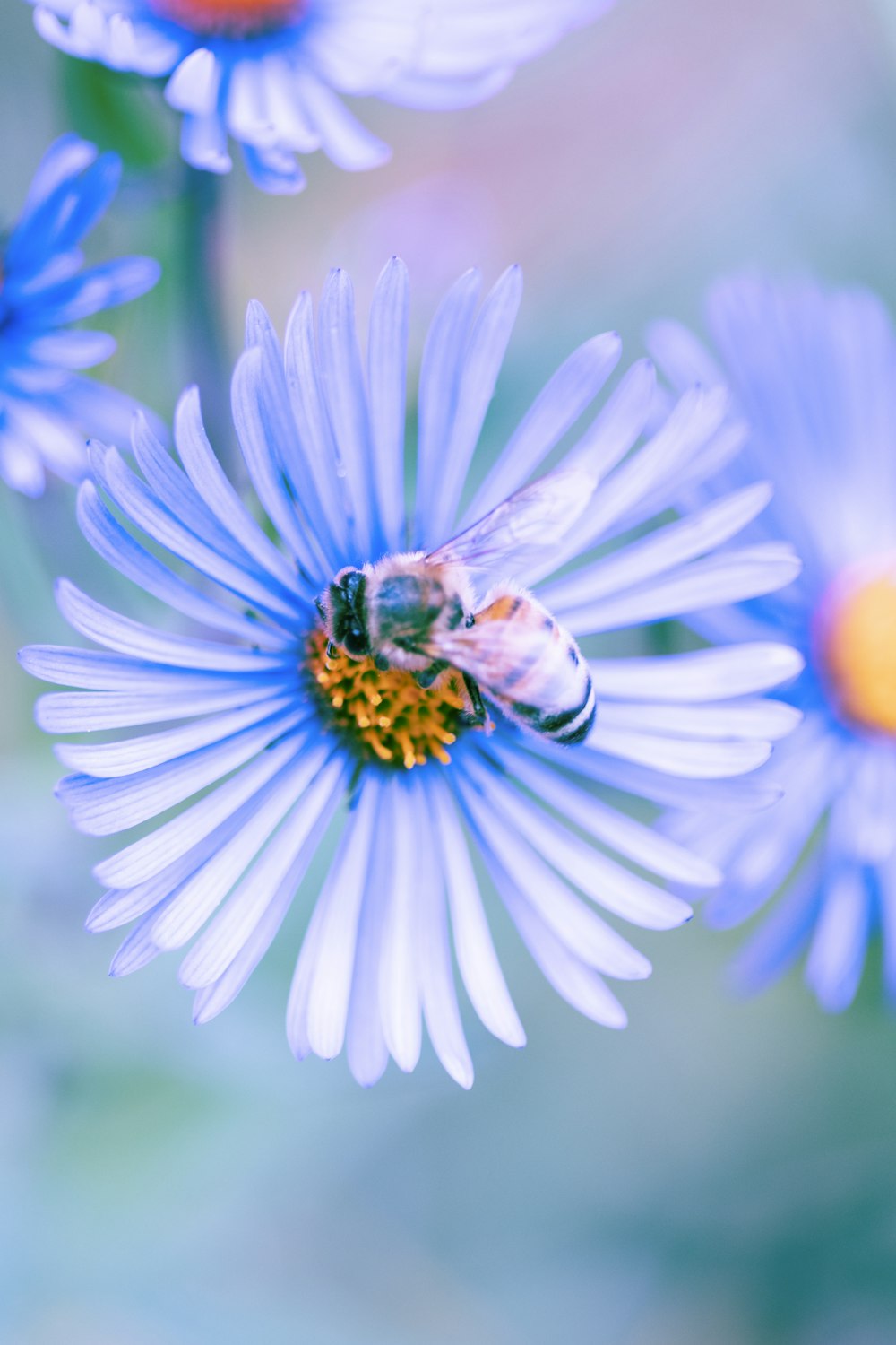 abeja negra y amarilla sobre flor azul y blanca