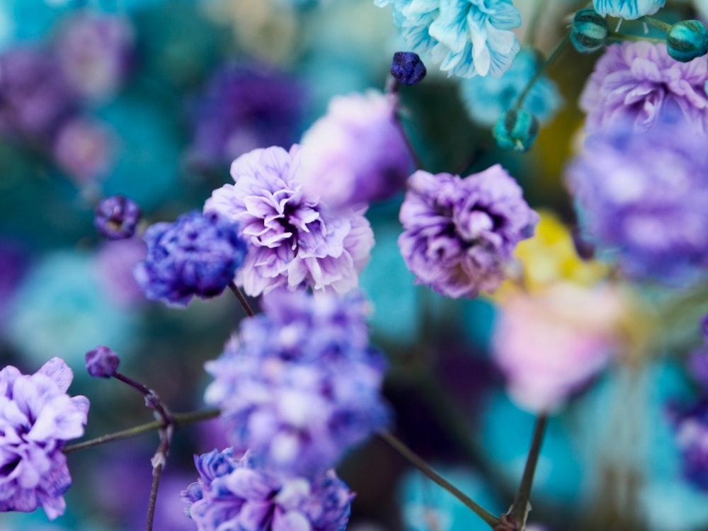 purple and white flower in tilt shift lens