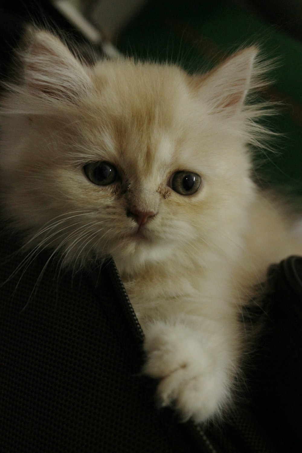 white long fur cat on black textile