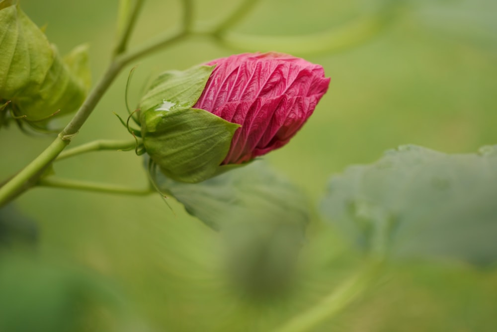 pink flower bud in close up photography