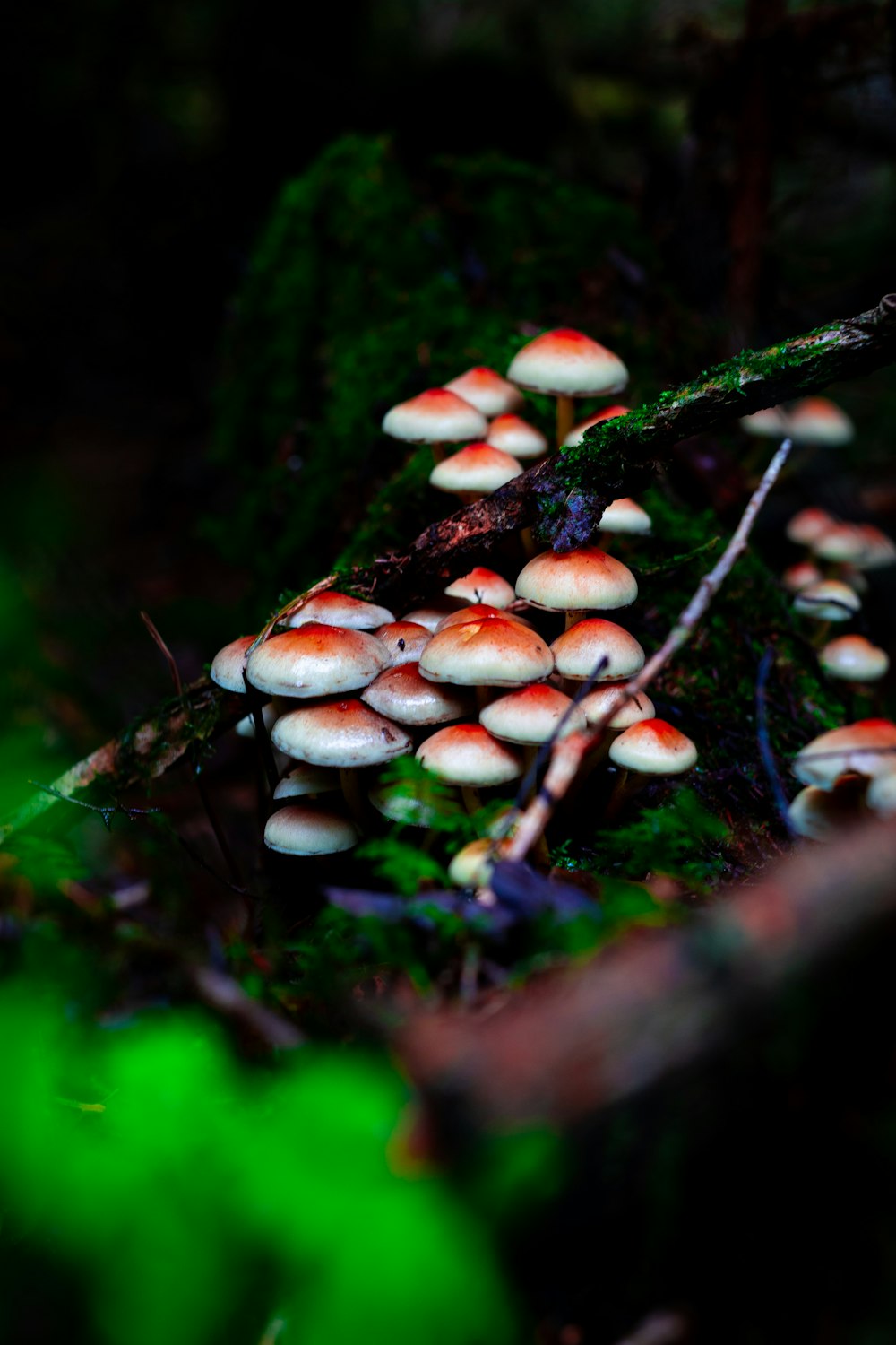 white and brown mushrooms on ground