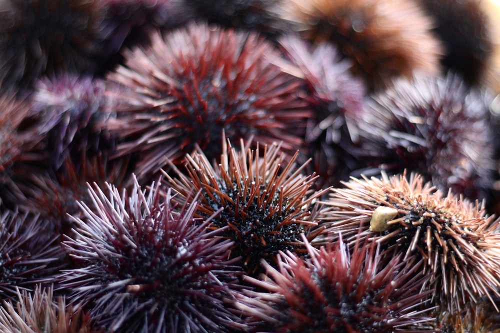 black and red plant in close up photography