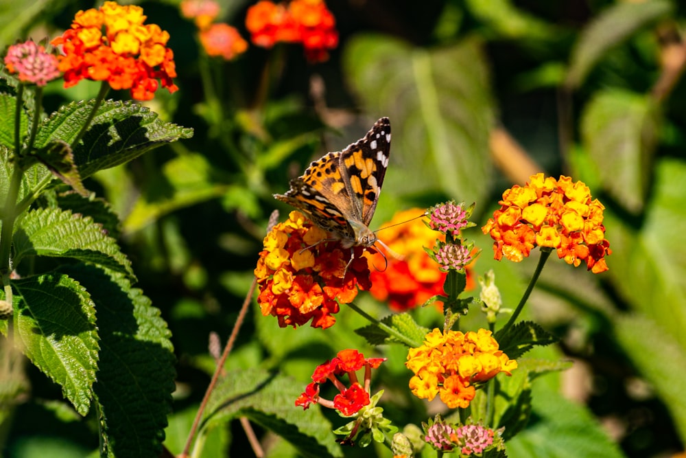 brown and black butterfly on orange flower