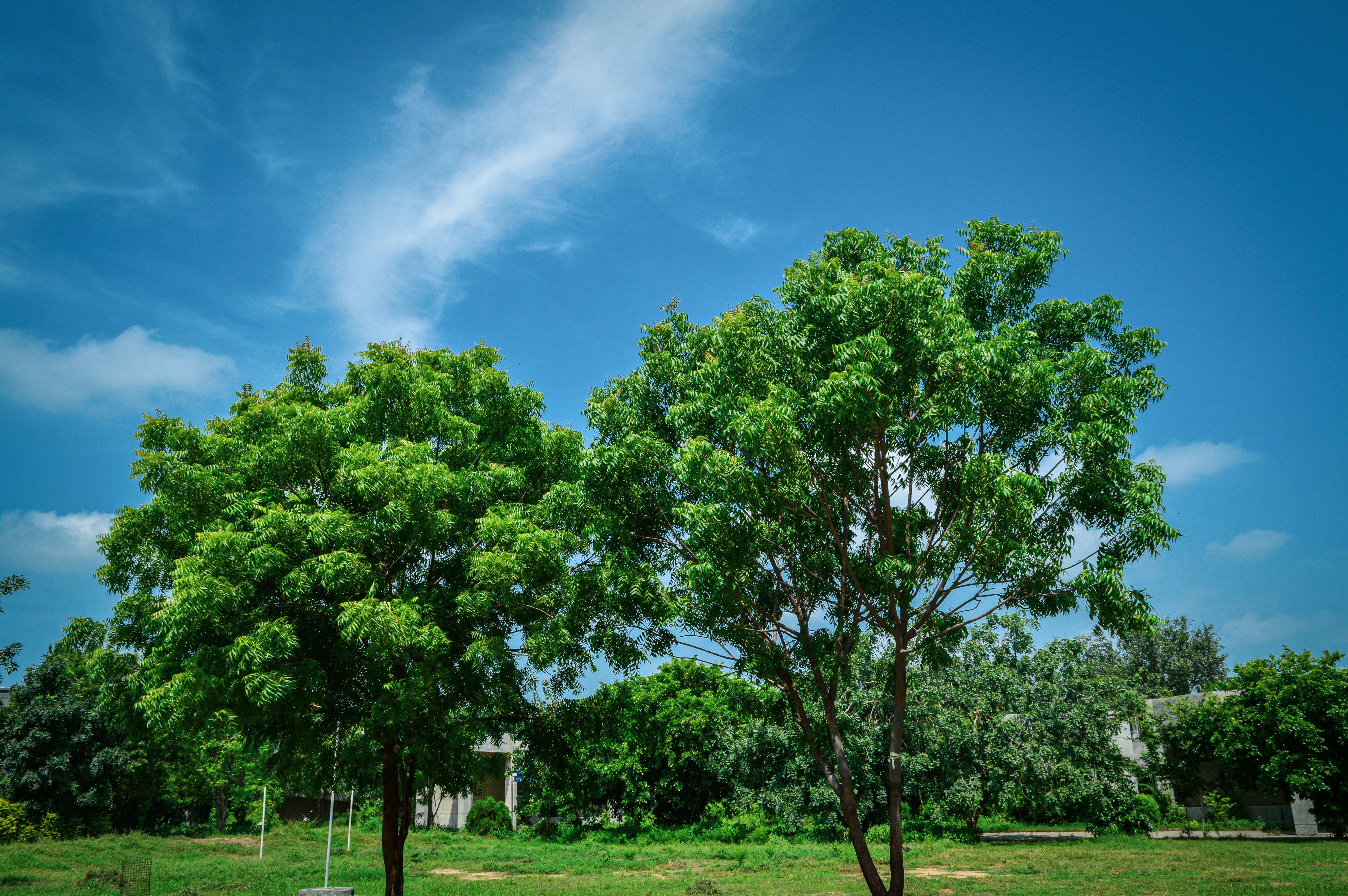 Green trees on green grass field under blue sky during daytime photo