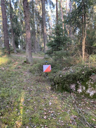 Orienteering athlete navigating with map and compass in dense forest.