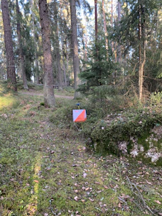 Orienteering athlete navigating with map and compass in dense forest.