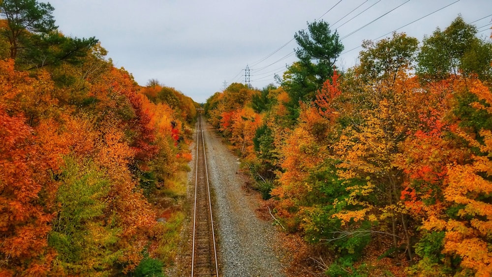 train rail between trees during daytime