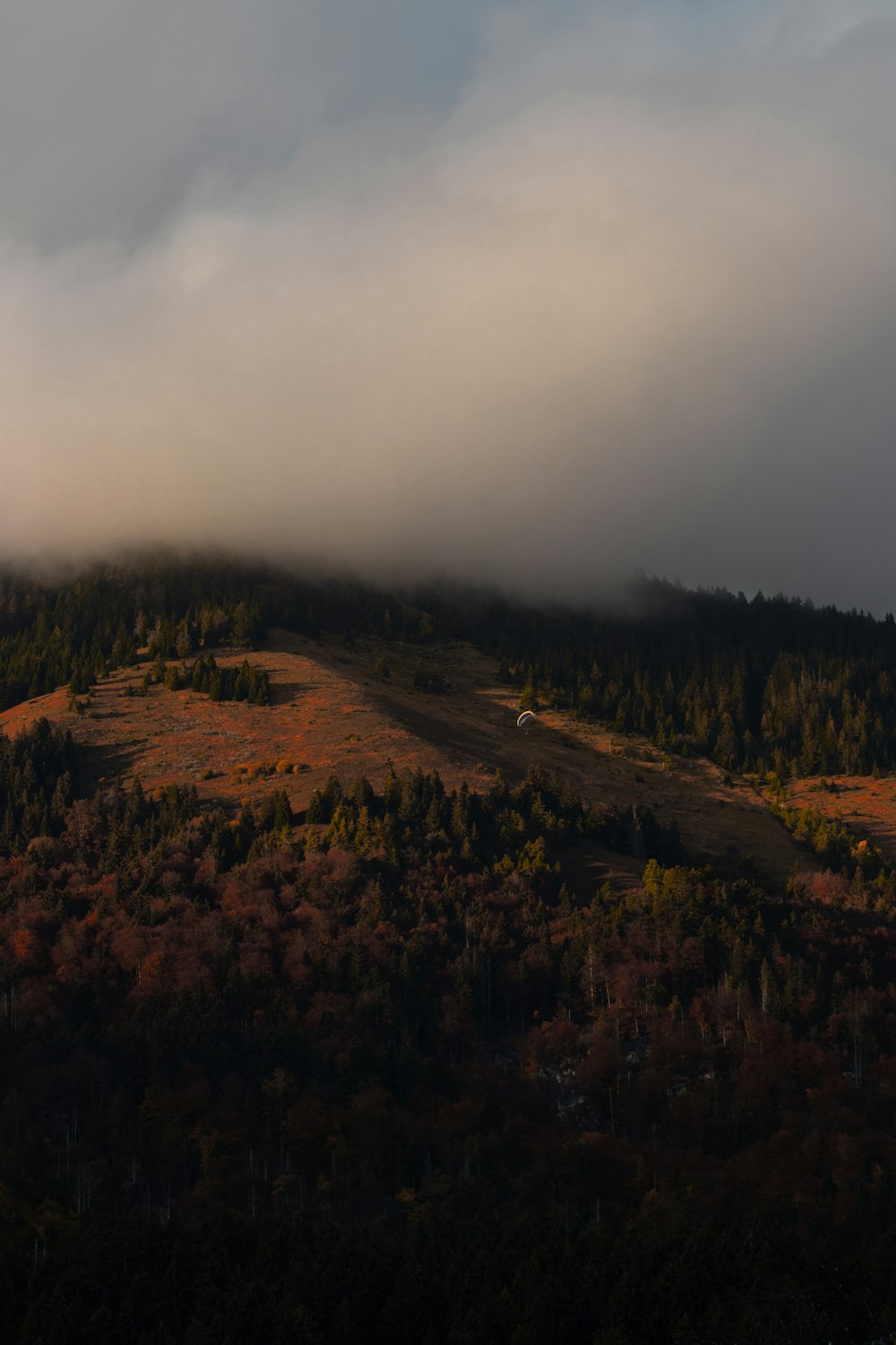 green trees on brown field under white clouds